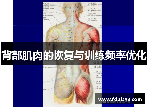 背部肌肉的恢复与训练频率优化