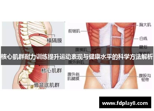 核心肌群耐力训练提升运动表现与健康水平的科学方法解析
